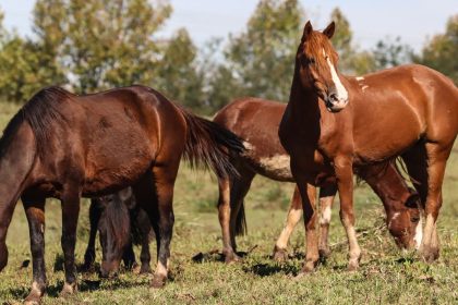 racao-contaminada-mata-245-equinos-em-quatro-estados