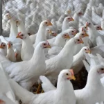 brasil-se-declara-pais-livre-da-gripe-aviaria