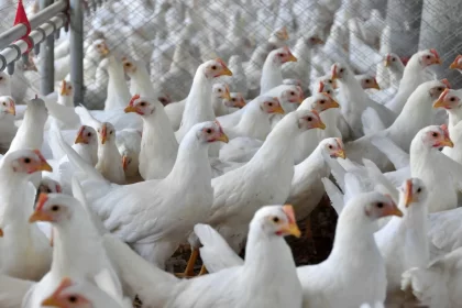 brasil-se-declara-pais-livre-da-gripe-aviaria