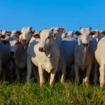 mexico-vai-exigir-que-brasil-faca-rastreamento-de-cada-boi-que-exportar-ao-pais