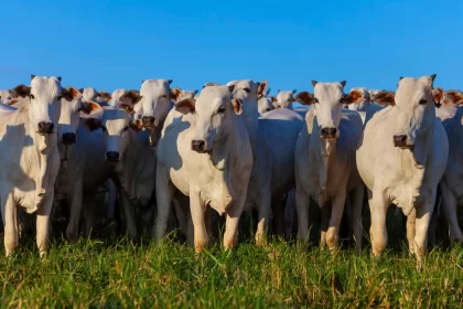 mexico-vai-exigir-que-brasil-faca-rastreamento-de-cada-boi-que-exportar-ao-pais