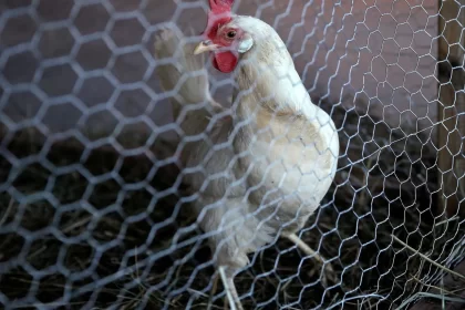 goias-confirma-gripe-aviaria-em-criacao-com-cem-galinhas-domesticas