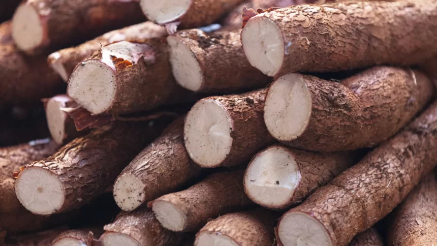 ovo-e-mandioca-pressionam-inflacao-de-festas-juninas-em-2025