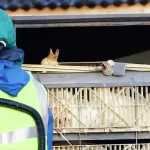 gripe-aviaria:-sobem-de-6-para-10-os-casos-em-investigacao;-nenhum-e-em-granja-comercial