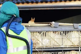 gripe-aviaria:-sobem-de-6-para-10-os-casos-em-investigacao;-nenhum-e-em-granja-comercial