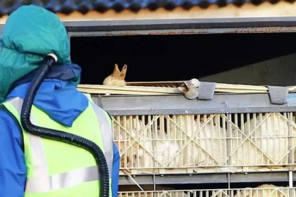 gripe-aviaria:-sobem-de-6-para-10-os-casos-em-investigacao;-nenhum-e-em-granja-comercial