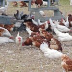 ceara-registra-foco-de-gripe-aviaria-em-criacao-domestica
