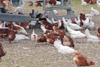ceara-registra-foco-de-gripe-aviaria-em-criacao-domestica