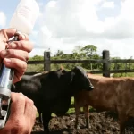 governo-vai-pedir-a-china-que-reconheca-brasil-como-pais-livre-de-febre-aftosa