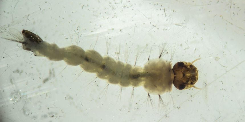 brasil-inaugura-maior-biofabrica-do-mundo-de-mosquitos-“do-bem”