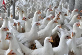 ministro-da-agricultura-anuncia-que-foco-de-gripe-aviaria-esta-contido