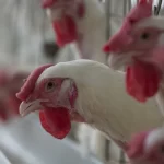 gripe-aviaria:-filipinas-e-jordania-suspendem-importacao-de-carne-de-aves-de-todo-brasil