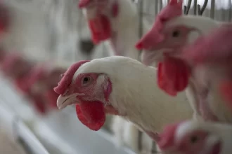 gripe-aviaria:-filipinas-e-jordania-suspendem-importacao-de-carne-de-aves-de-todo-brasil