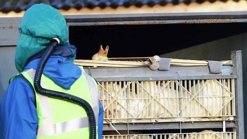 rs-investiga-suspeita-de-gripe-aviaria-em-trabalhador-de-granja