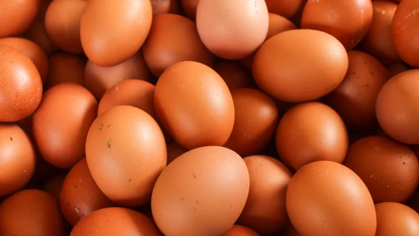 gripe-aviaria-pode-fazer-preco-do-ovo-cair,-mas-nao-por-muito-tempo,-dizem-especialistas