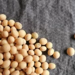 com-safra-recorde,-soja-e-biodiesel-podem-representar-6,4%-do-pib-nacional