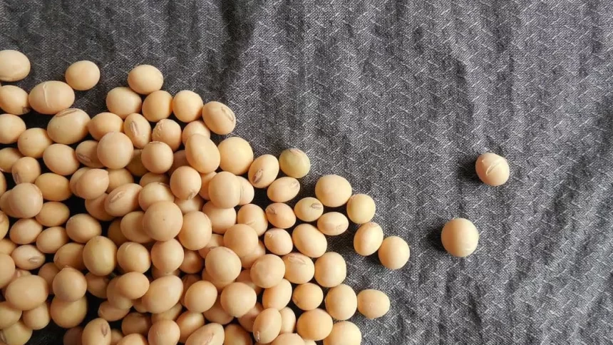 com-safra-recorde,-soja-e-biodiesel-podem-representar-6,4%-do-pib-nacional