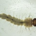 brasil-inaugura-maior-biofabrica-do-mundo-de-aedes-que-combate-doencas