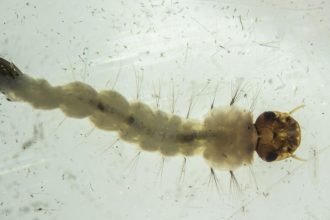 brasil-inaugura-maior-biofabrica-do-mundo-de-aedes-que-combate-doencas