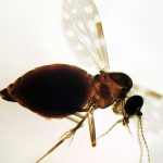 antes-restrita-a-amazonia,-febre-oropouche-se-espalha-pelo-pais