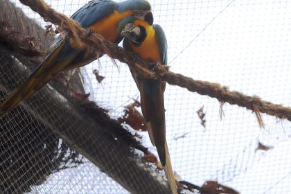 morte-de-mais-quatro-aves-fecha-ao-publico-zoologico-do-rio
