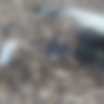 casal-desaparecido-e-encontrado-morto-em-area-de-mata-na-zona-rural-de-alcobaca