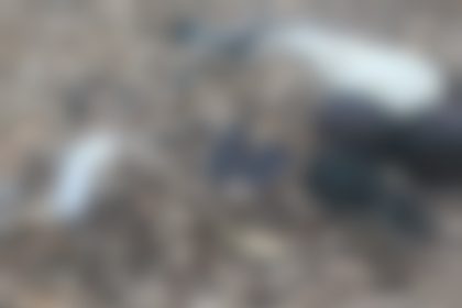 casal-desaparecido-e-encontrado-morto-em-area-de-mata-na-zona-rural-de-alcobaca