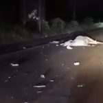 gado-solto-provoca-acidente-na-br-101-entre-teixeira-de-freitas-e-itamaraju