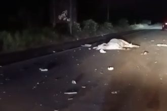 gado-solto-provoca-acidente-na-br-101-entre-teixeira-de-freitas-e-itamaraju