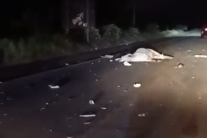 gado-solto-provoca-acidente-na-br-101-entre-teixeira-de-freitas-e-itamaraju