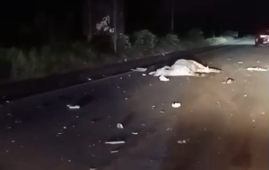 gado-solto-provoca-acidente-na-br-101-entre-teixeira-de-freitas-e-itamaraju