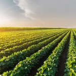 apos-recorde,-produtor-planeja-safra-de-graos-sob-‘efeito-trump’