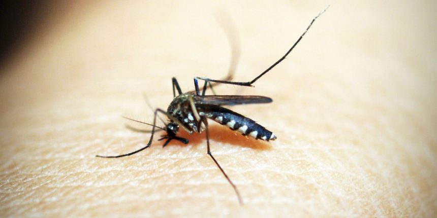 casos-de-dengue-e-chikungunya-custaram-r$-1,2-bi-ao-sistema-de-saude
