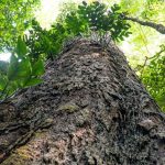 mudanca-climatica:-gigantes-da-amazonia-podem-ajudar-cientistas