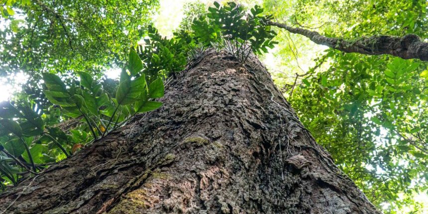 mudanca-climatica:-gigantes-da-amazonia-podem-ajudar-cientistas
