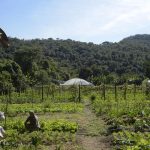 lula-autoriza-uso-de-r$-12-bilhoes-para-renegociacao-de-dividas-rurais