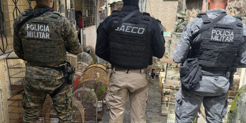 operacao-prende-na-bahia-um-dos-maiores-traficantes-de-animais-do-pais