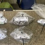 mulher-e-presa-por-trafico-de-drogas-no-bairro-marotinho-em-itamaraju