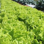 crise-climatica-ameaca-cultivo-de-alface-em-campo-aberto,-diz-embrapa