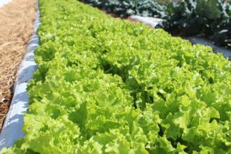 crise-climatica-ameaca-cultivo-de-alface-em-campo-aberto,-diz-embrapa