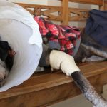 camara-aprova-projeto-que-tipifica-exercicio-ilegal-da-veterinaria