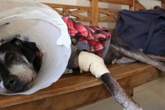 camara-aprova-projeto-que-tipifica-exercicio-ilegal-da-veterinaria