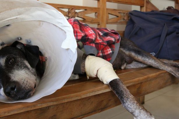 camara-aprova-projeto-que-tipifica-exercicio-ilegal-da-veterinaria