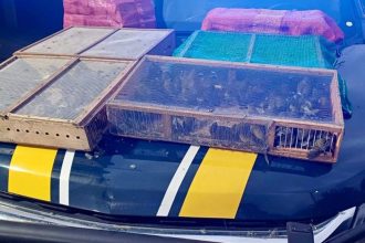homem-e-preso-com-mais-de-1-mil-aves-silvestres-no-rj;-180-morreram