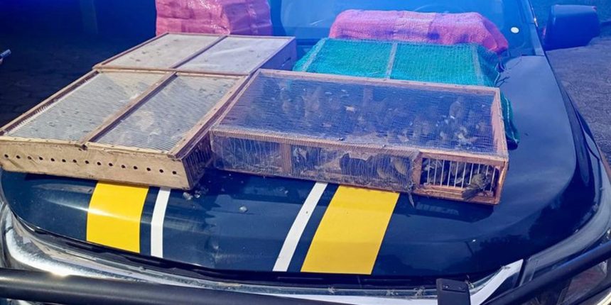 homem-e-preso-com-mais-de-1-mil-aves-silvestres-no-rj;-180-morreram