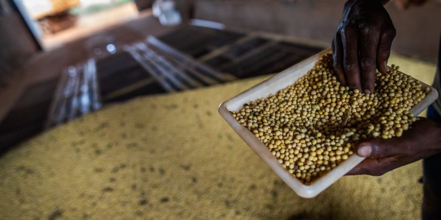 sorriso,-no-mt,-tem-maior-pib-agricola-do-pais;-veja-o-ranking