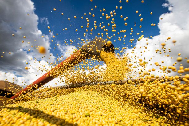 valor-da-producao-agricola-brasileira-recua-3,9%-em-2024,-mostra-ibge