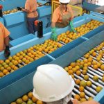 exportacao-de-produtos-atingidos-por-tarifaco-cai-22%-em-agosto