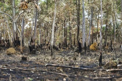 ano-de-2025-e-quinto-com-maior-area-atingida-por-queimadas-ate-agosto