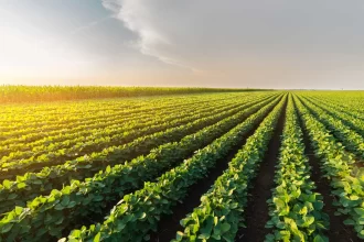 conab-projeta-novo-recorde-de-353,8-milhoes-de-t-de-graos-na-safra-2025/26